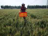 高產(chǎn)麥種山科麥2000 高產(chǎn)麥種大穗小麥山科麥2000