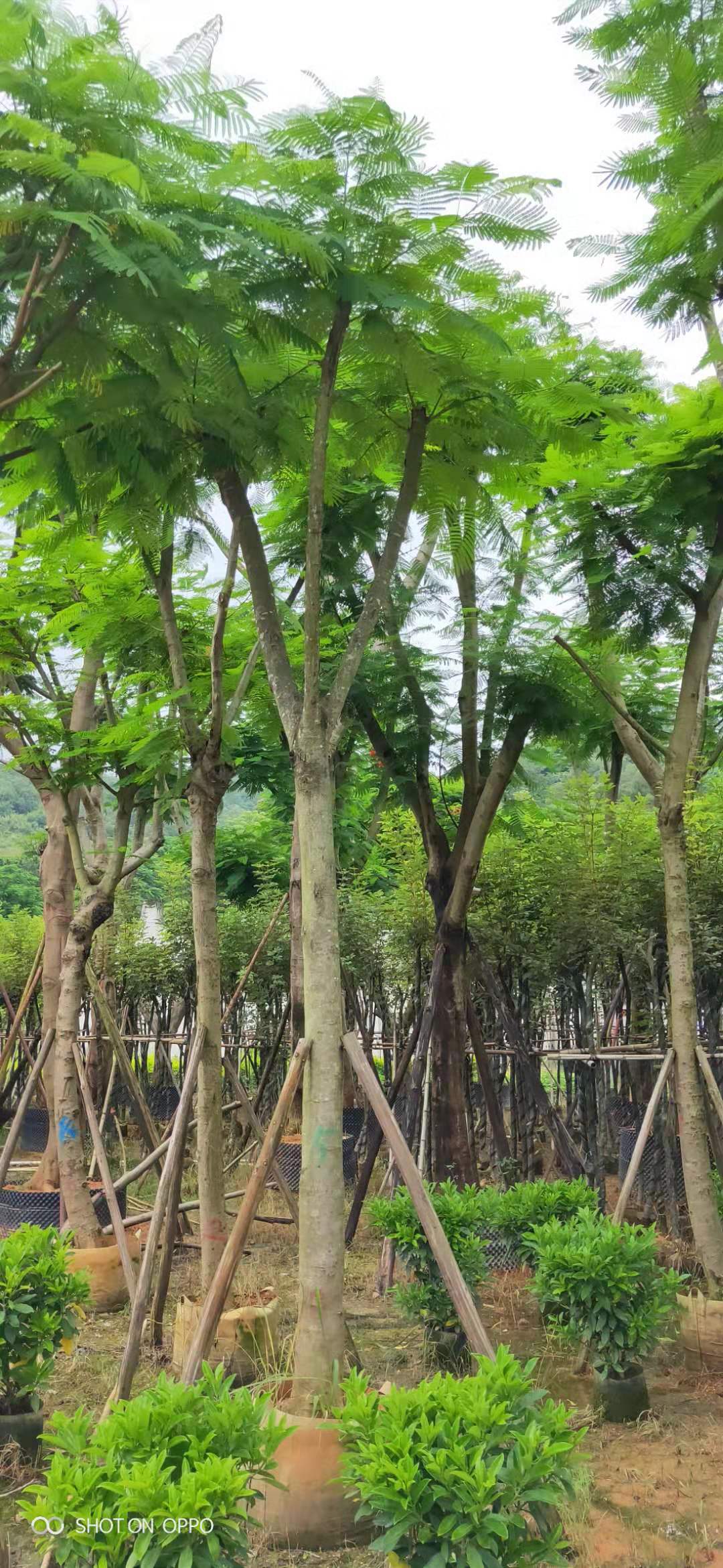 鳳凰木圖片/鳳凰木樣板圖 (4)