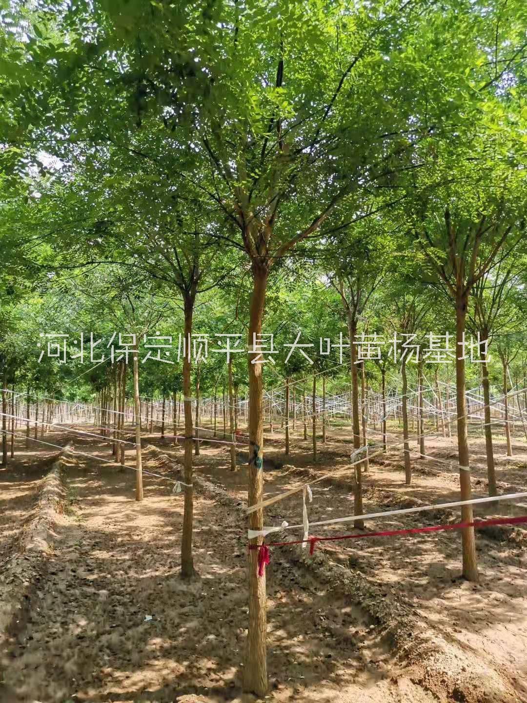 國槐樹苗圖片/國槐樹苗樣板圖 (2)