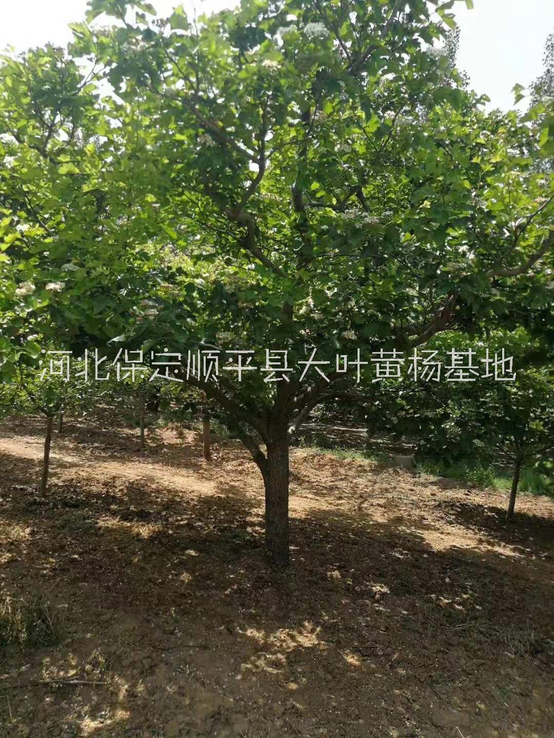 山楂树价格_苗木基地图片