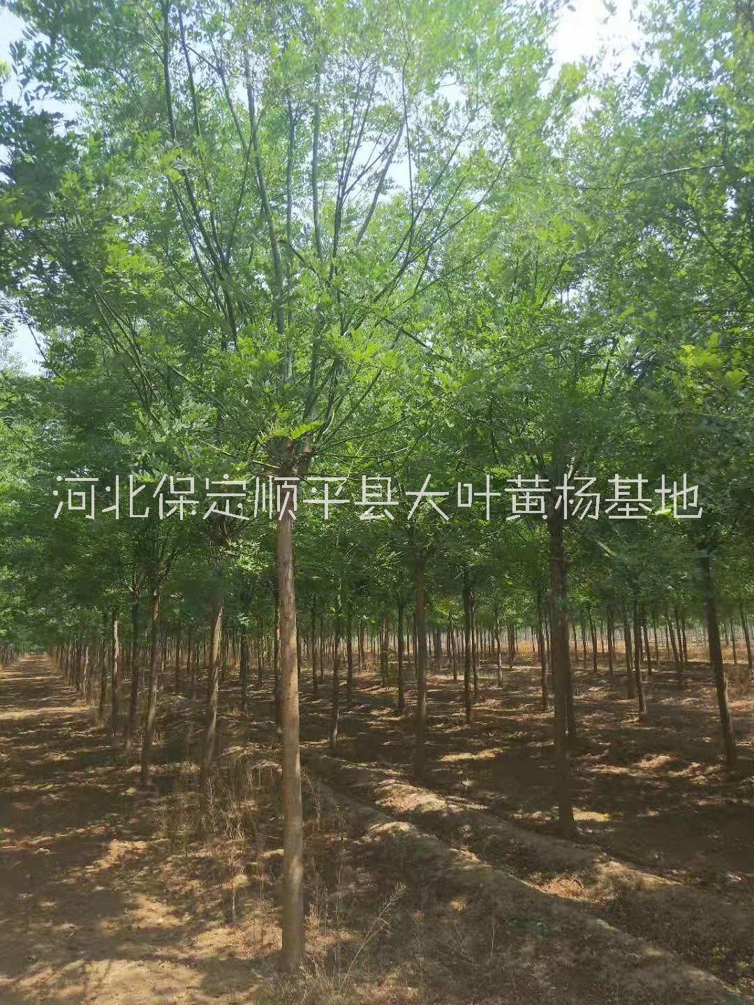 批發(fā)國槐_各種規(guī)格樹苗批發(fā) 國槐樹苗批發(fā)