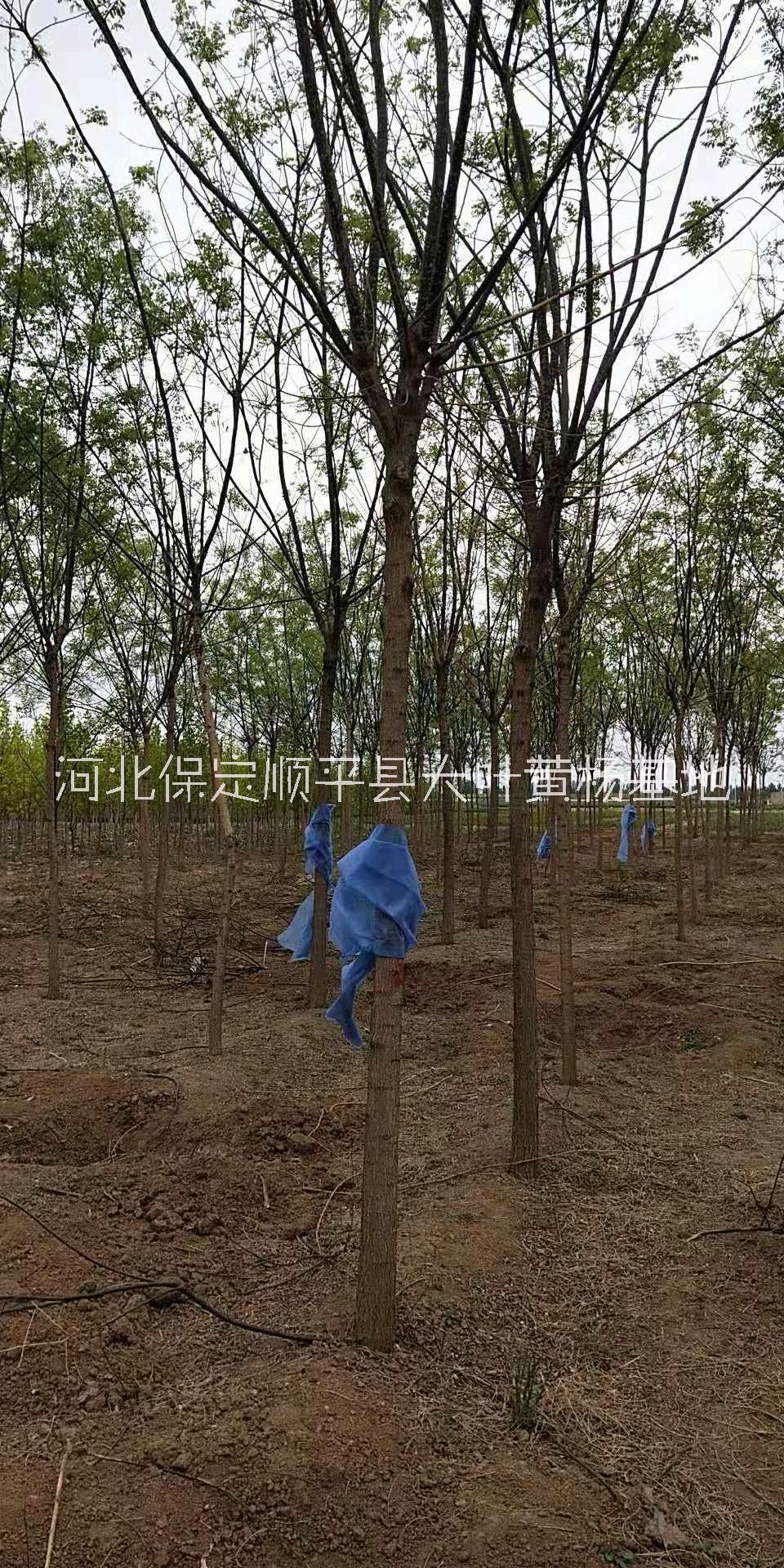 國槐圖片/國槐樣板圖 (4)