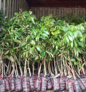 廣東荔枝苗種植批發(fā)基地-廣西荔枝苗批發(fā)價格【靈山縣武利鎮(zhèn)萬鋒果苗種植場】