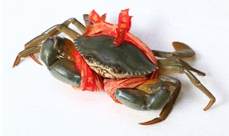 螃蟹圖片/螃蟹樣板圖 (4)