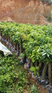 廣西荔枝苗種植基地、價格、批發(fā)【靈山縣武利鎮(zhèn)萬鋒果苗種植場】