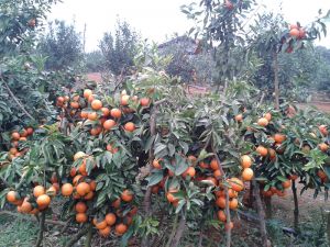 沃柑苗价格、批发、种植基地【灵山县武利镇万锋果苗种植场】