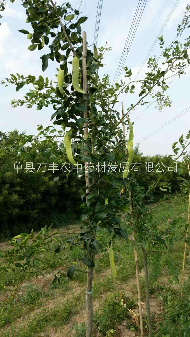 嫁接苗圖片/嫁接苗樣板圖 (3)