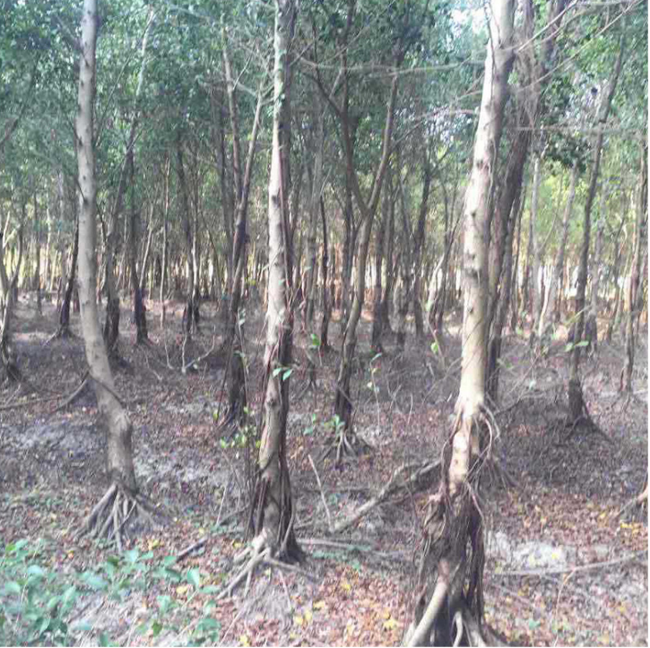 小葉榕樹圖片/小葉榕樹樣板圖 (4)