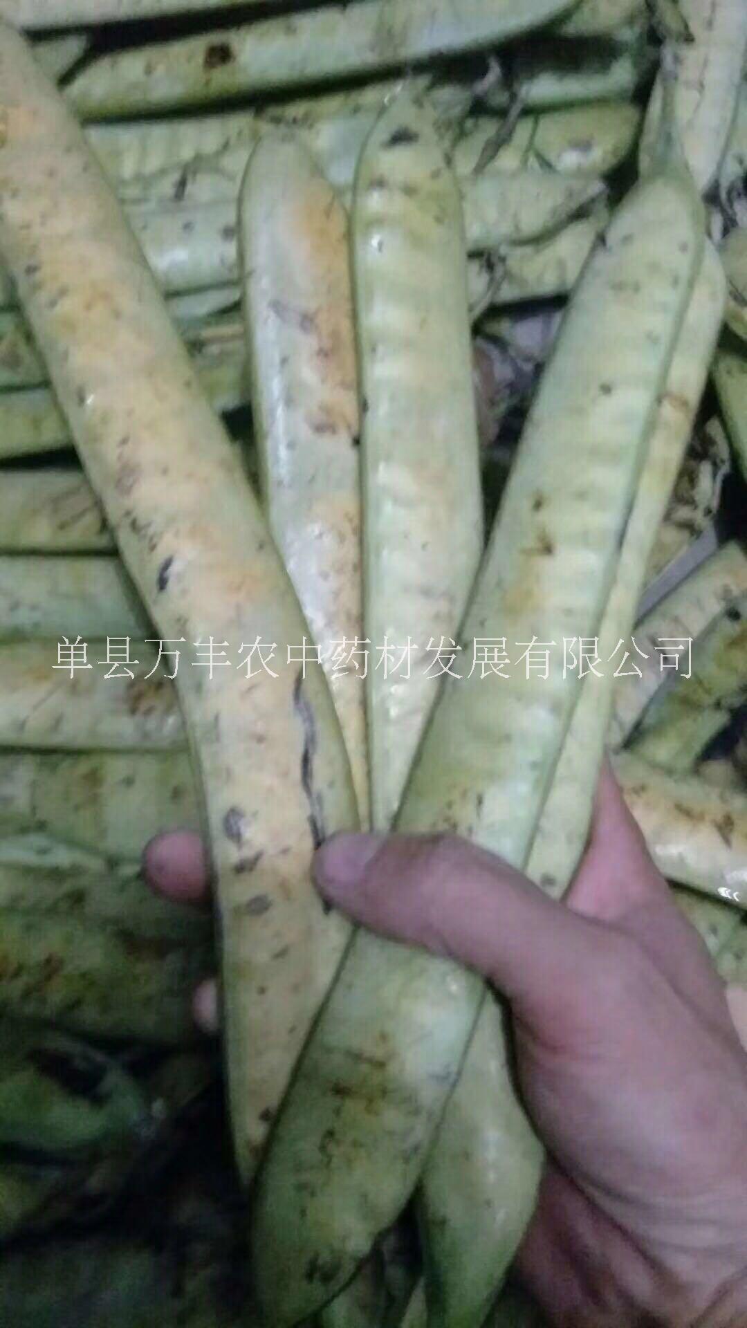 嫁接苗圖片/嫁接苗樣板圖 (4)