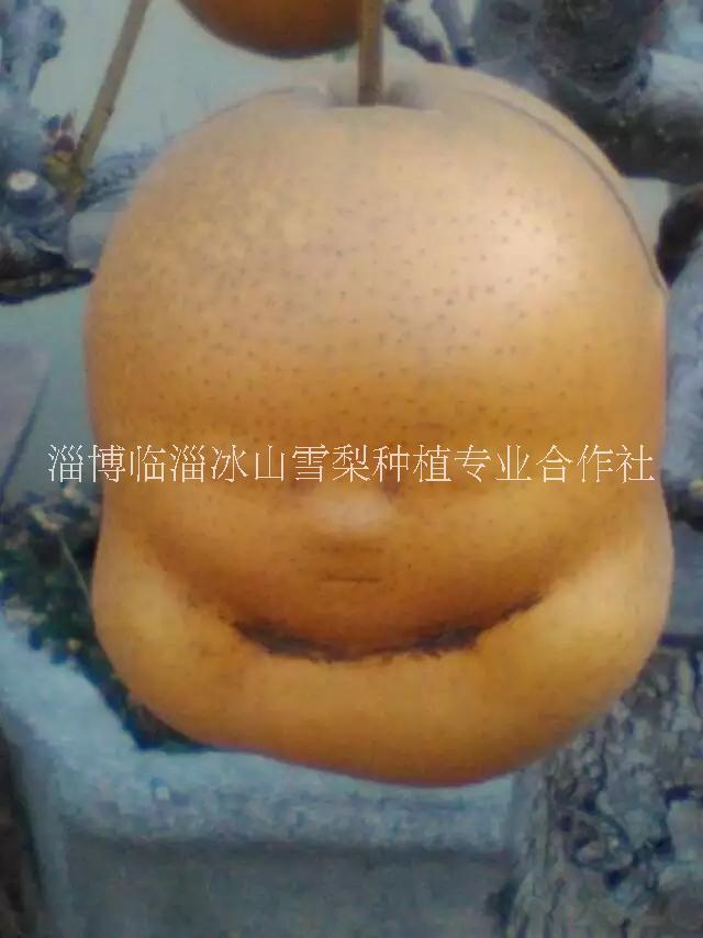 雪梨圖片/雪梨樣板圖 (3)