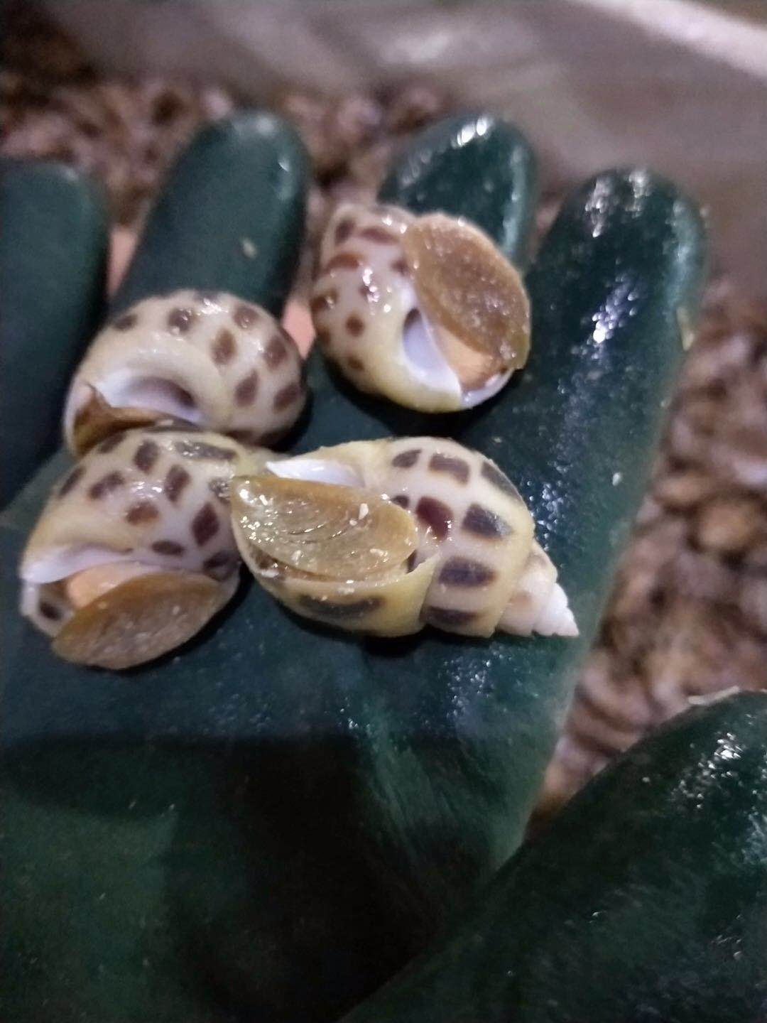 新鮮貝螺圖片