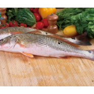 廣東湛江紅鼓魚養(yǎng)殖基地圖片/廣東湛江紅鼓魚養(yǎng)殖基地樣板圖 (1)