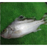 魚(yú)苗圖片/魚(yú)苗樣板圖 (3)