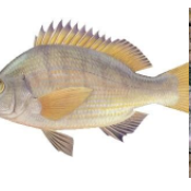 湛江黑臘養(yǎng)殖基地-【忠海潤海水魚苗養(yǎng)殖】