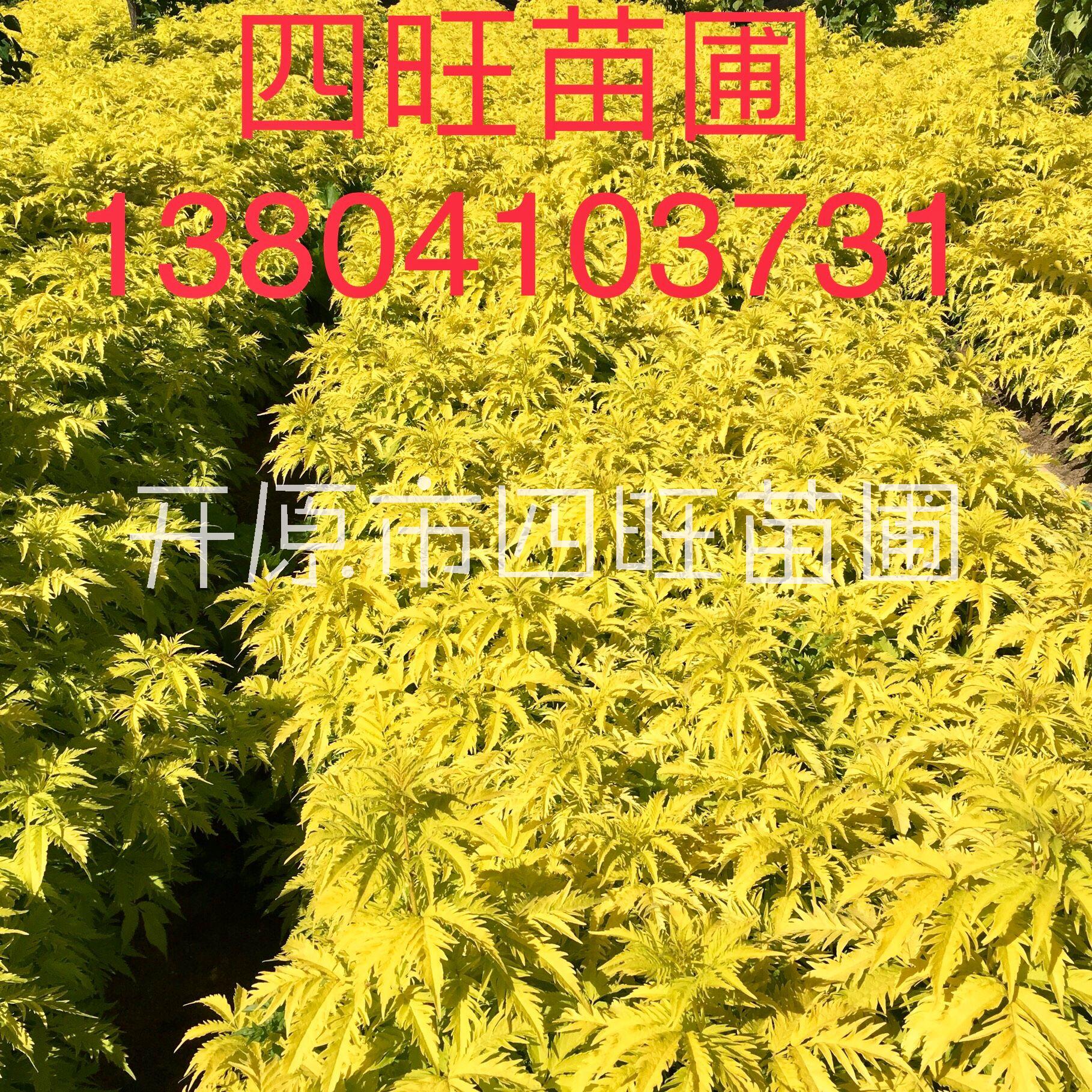 遼寧開原供應(yīng)金葉接骨木扦插小苗價格合理規(guī)格齊全量大可詳談