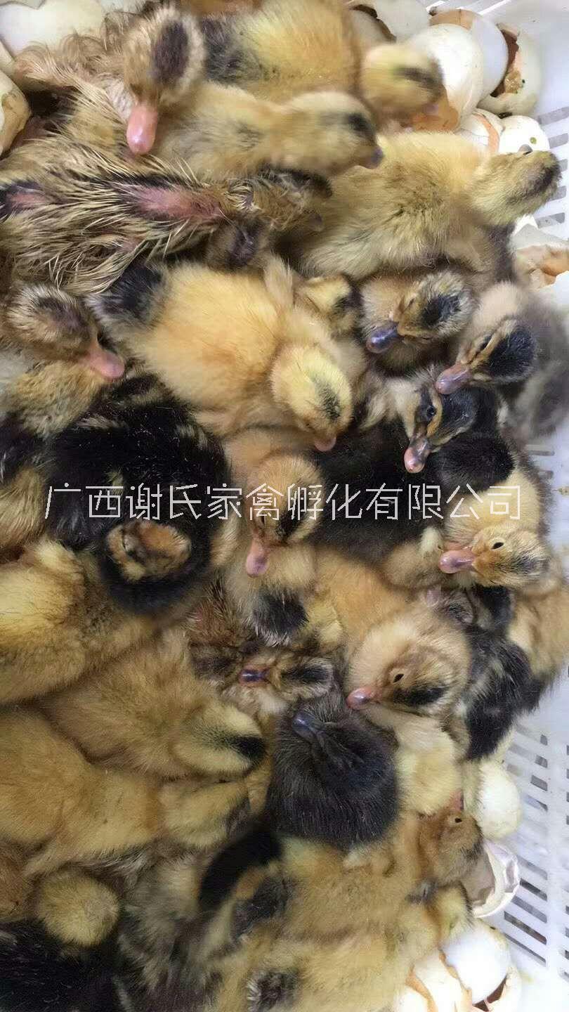 廣西南雜交鴨批發(fā)廣西南寧郊區(qū)雜交圖片