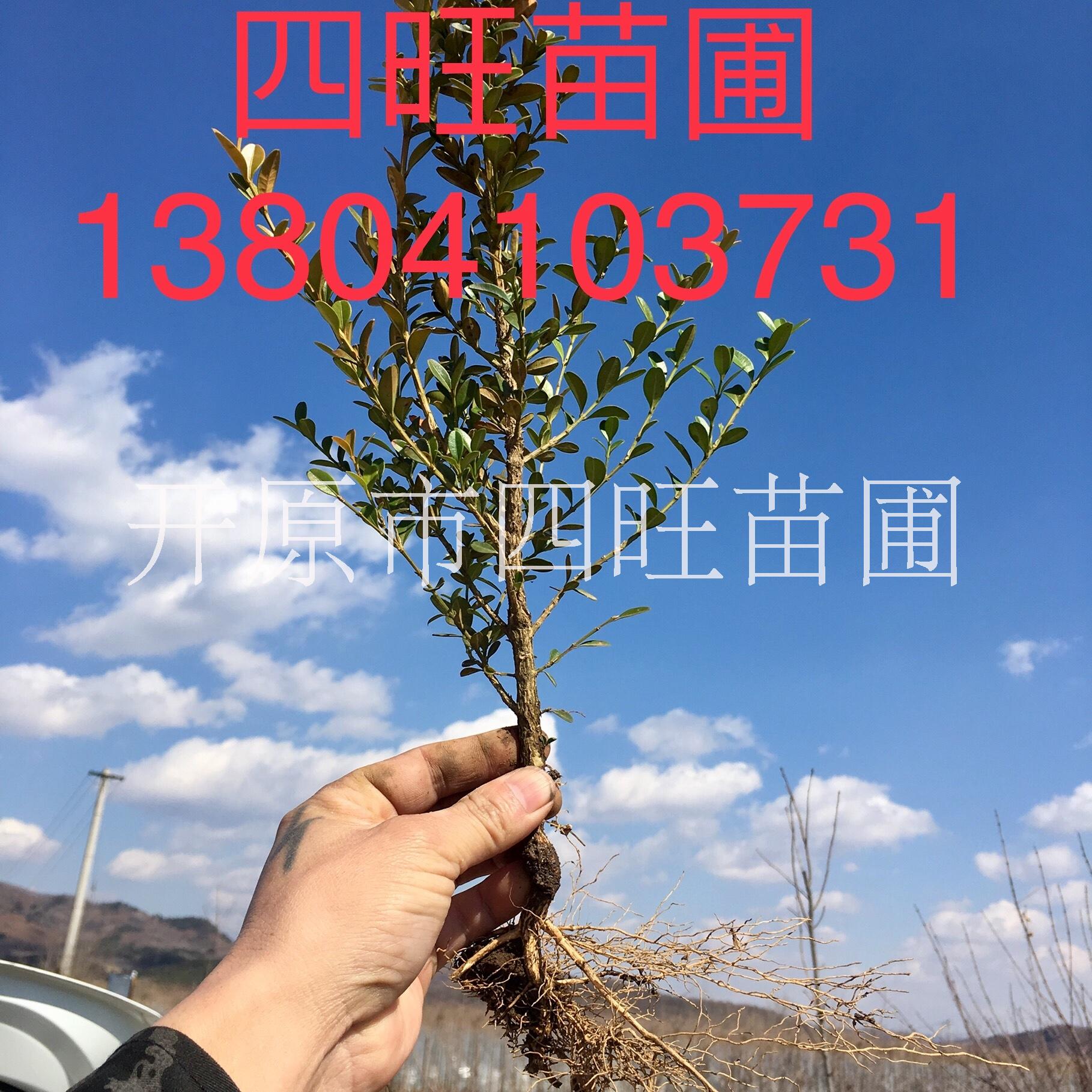 東北遼寧供應瓜子黃楊小葉朝鮮黃楊綠籬苗播種小苗*惠