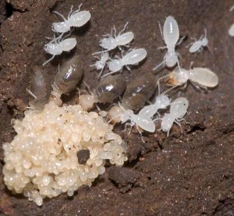 白蟻防治圖片/白蟻防治樣板圖 (1)