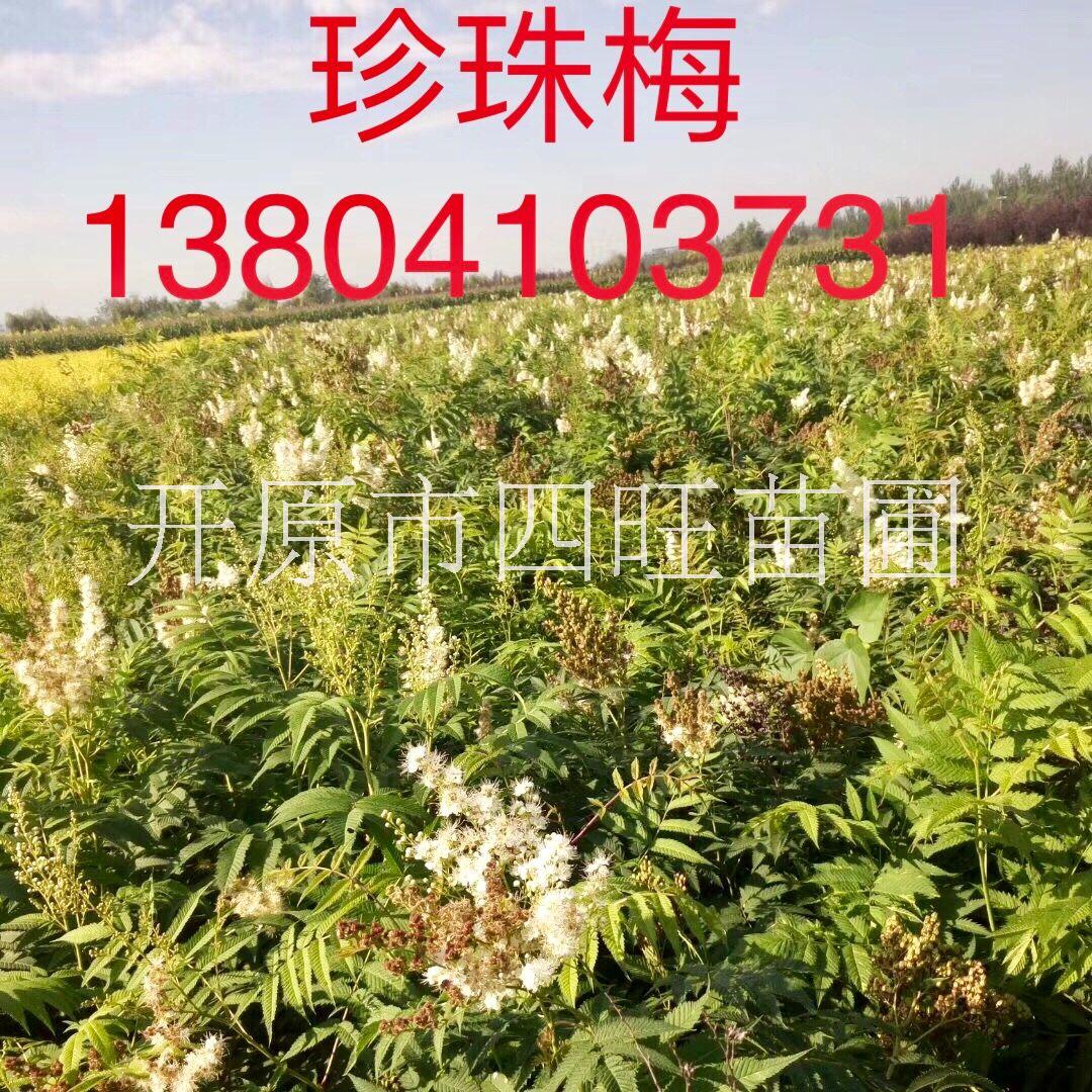 遼寧鐵嶺四旺苗圃直銷珍珠梅大棵小苗*惠量大詳談