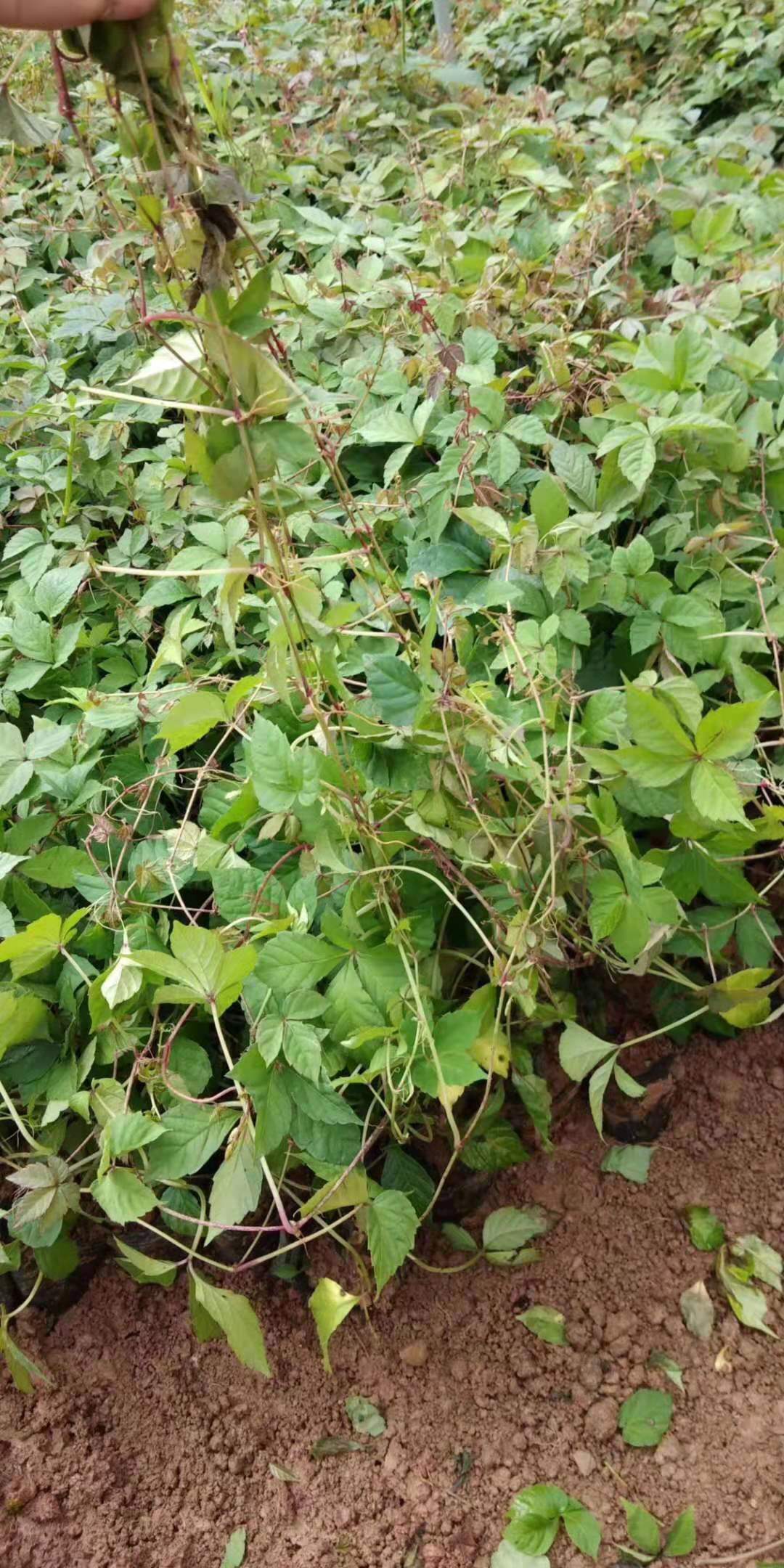 爬山虎圖片/爬山虎樣板圖 (4)