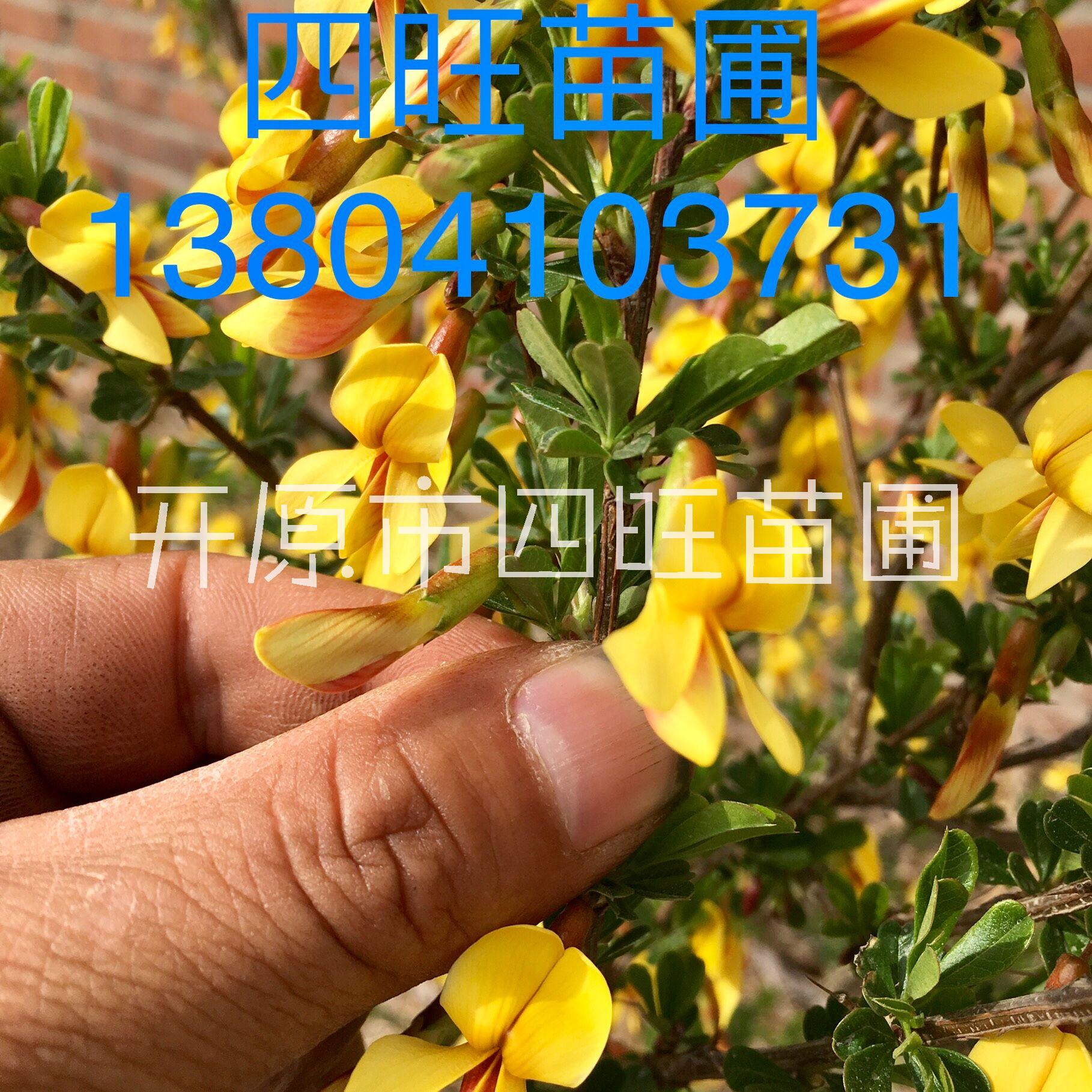 金雀錦雞兒圖片/金雀錦雞兒樣板圖 (3)