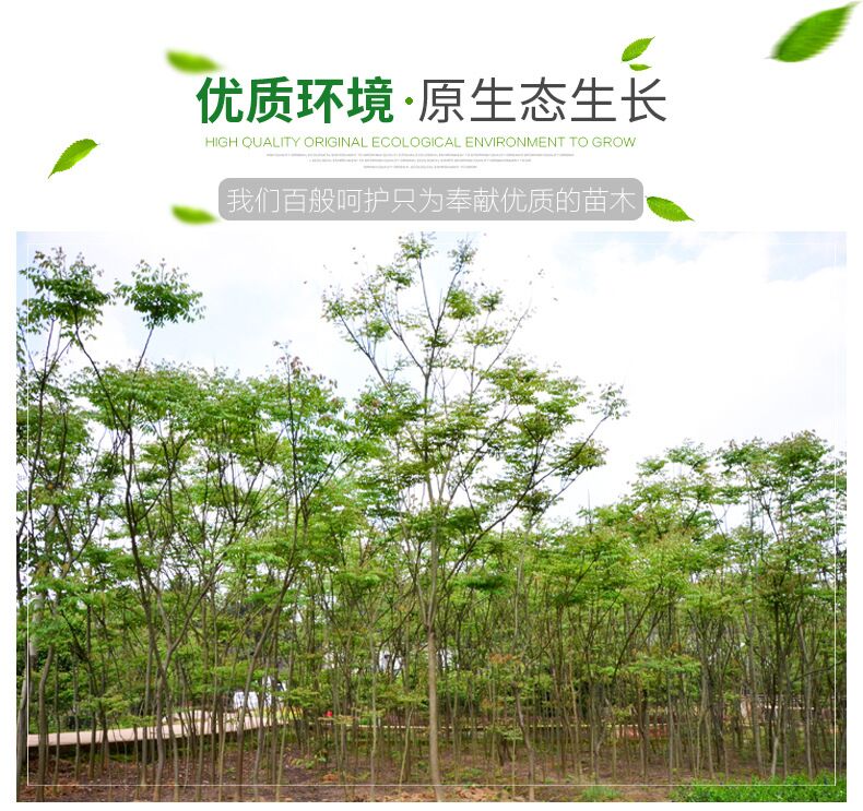 山東9公分欒樹種植基地，山東七八公分的欒樹價格，10公分欒樹價格