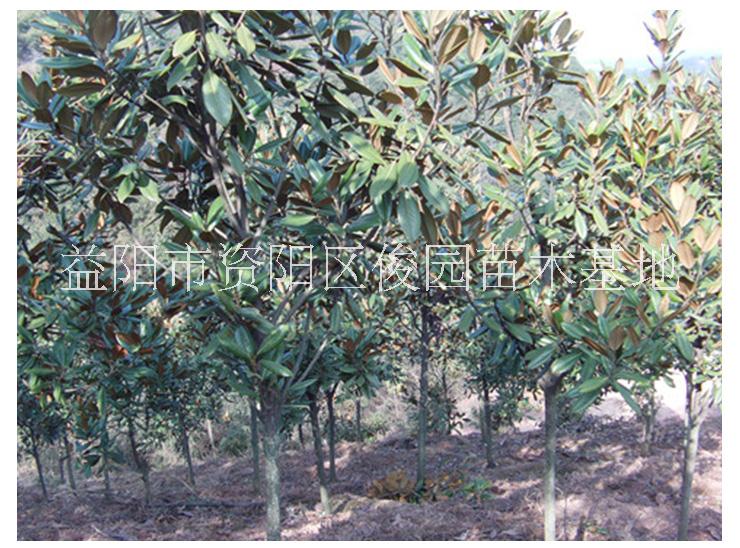 廣玉蘭圖片/廣玉蘭樣板圖 (4)