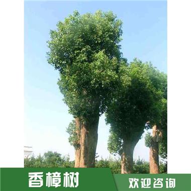 香樟樹圖片/香樟樹樣板圖 (1)