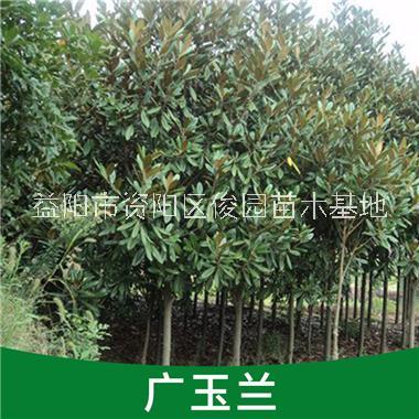 湖南廣玉蘭圖片/湖南廣玉蘭樣板圖 (1)