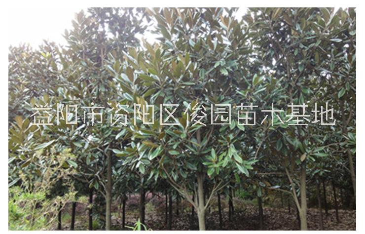 常綠性廣玉蘭樹批發(fā)，基地提供廣玉蘭樹，綠化廣玉蘭樹供應(yīng)