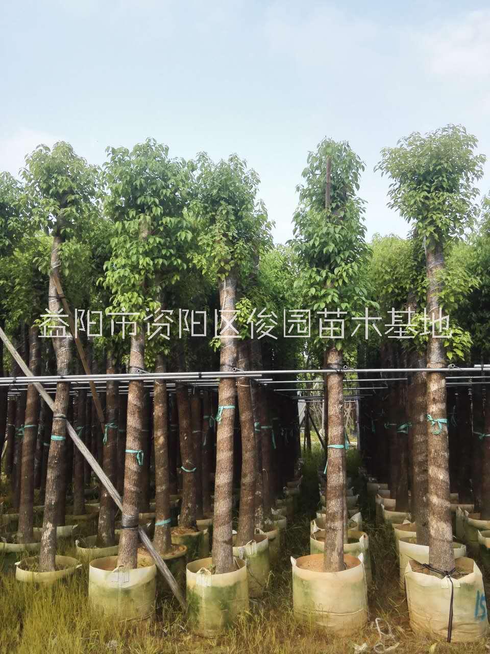 益陽香樟樹圖片/益陽香樟樹樣板圖 (4)