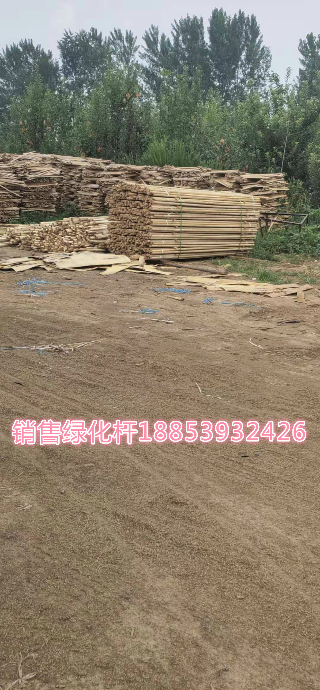 楊木綠化桿/生產(chǎn)廠家/批發(fā) 長期發(fā)車各種型號楊木綠化桿