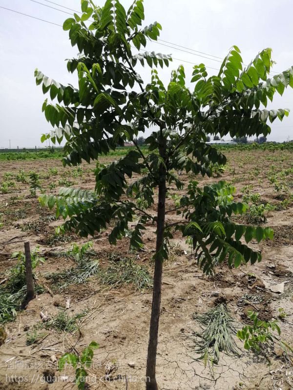美國黑核桃苗,美國黑核桃樹圖片