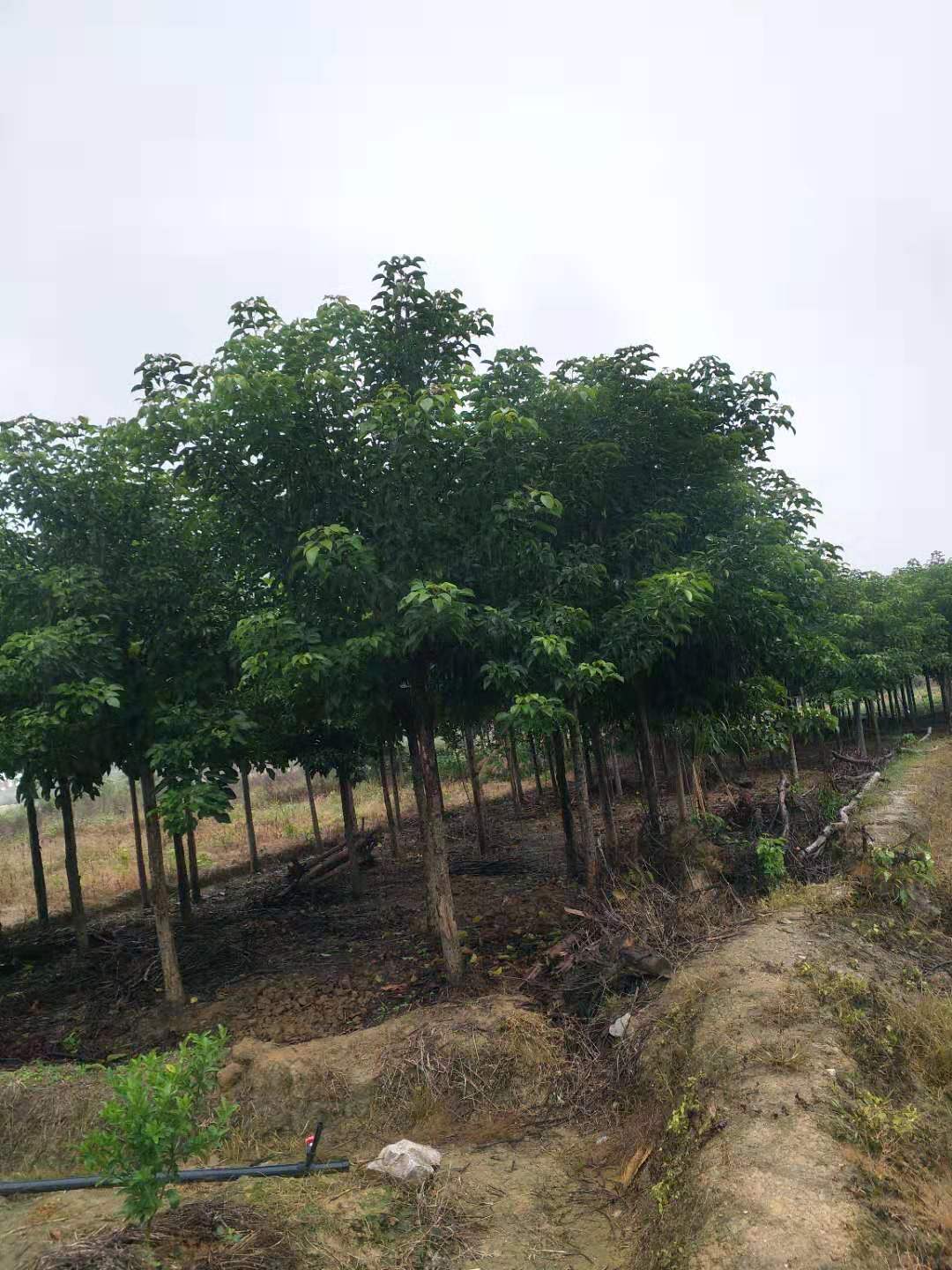 广西秋枫种植基地-广西桂林秋枫批发价格表【广西阳朔飞鹰苗木基地】图片