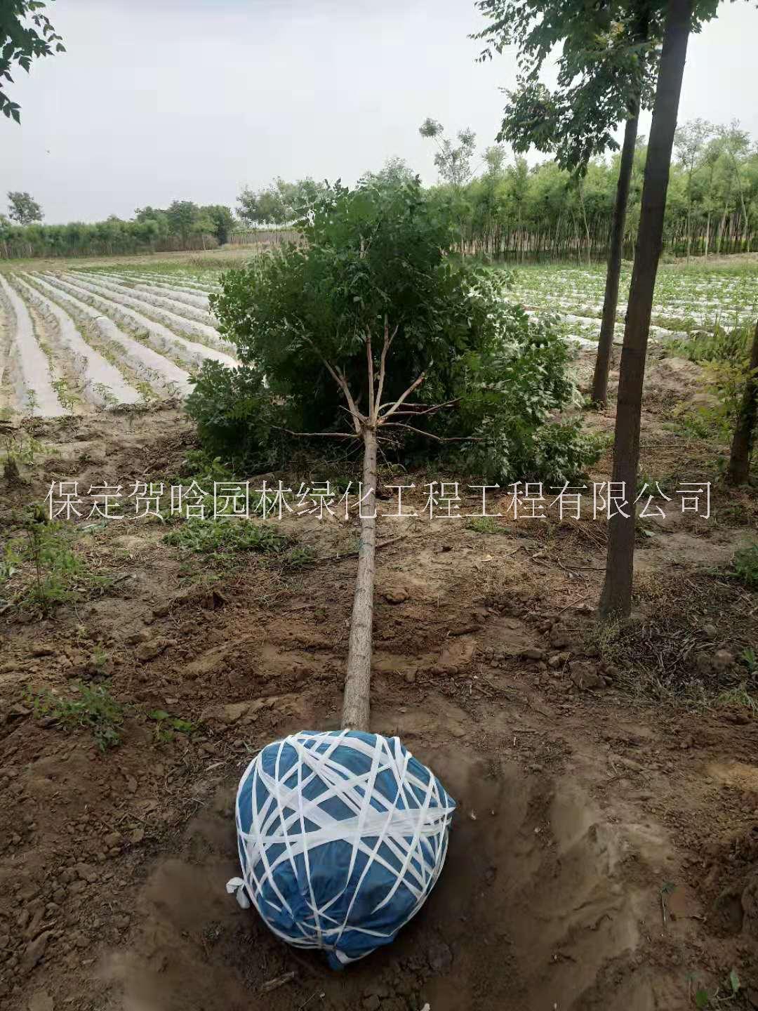 保定优质刺槐价格_刺槐批发_种植技术图片