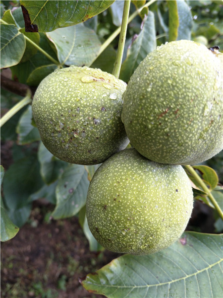 優(yōu)質(zhì)核桃苗圖片/優(yōu)質(zhì)核桃苗樣板圖 (2)