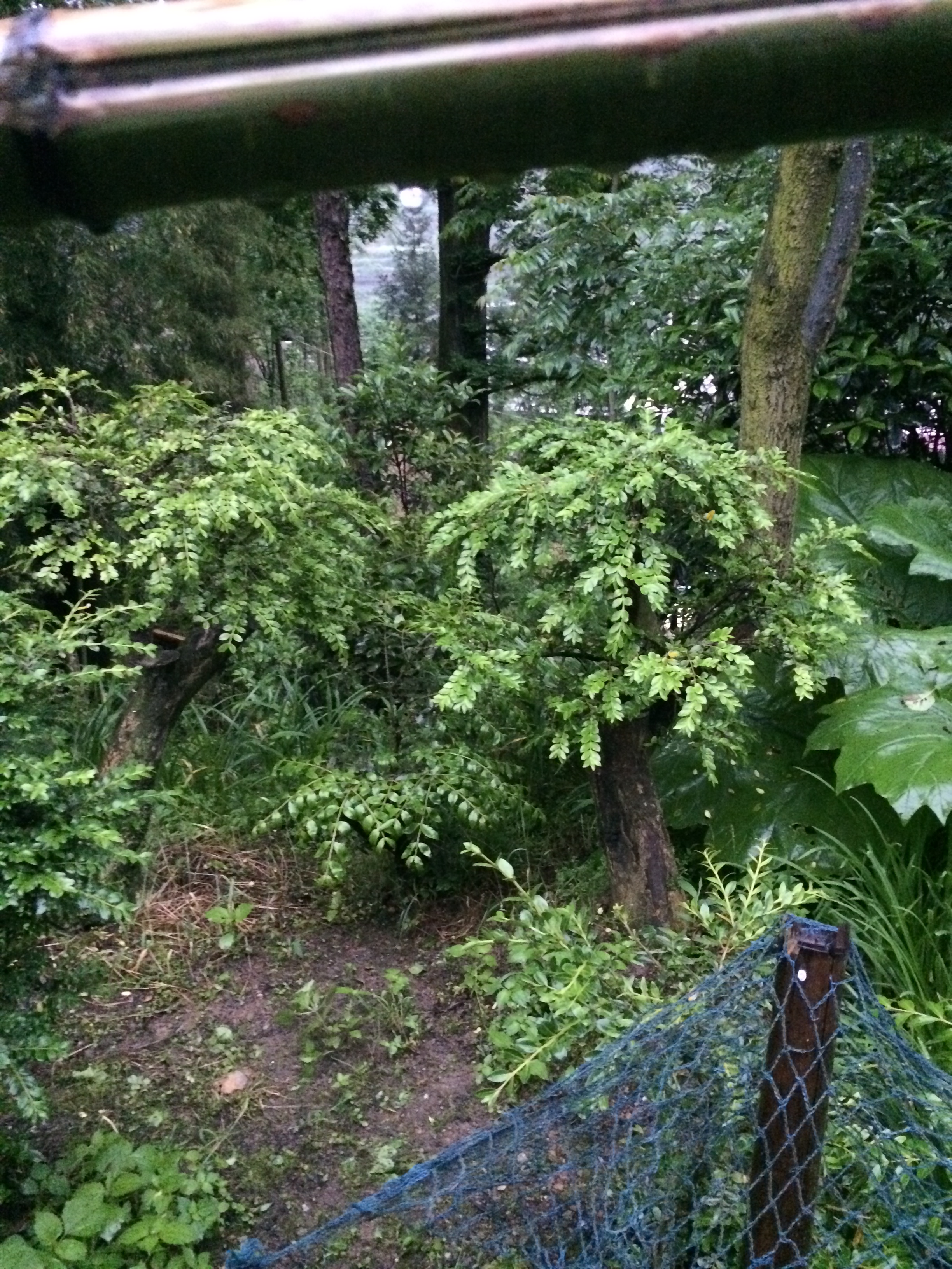 高山黃楊圖片/高山黃楊樣板圖 (2)