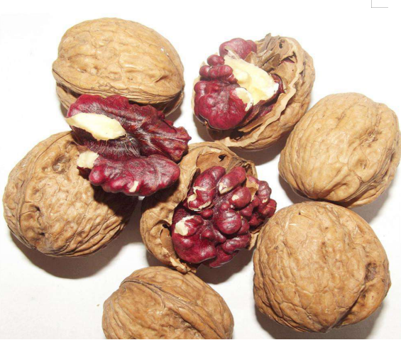 紅皮核桃苗圖片