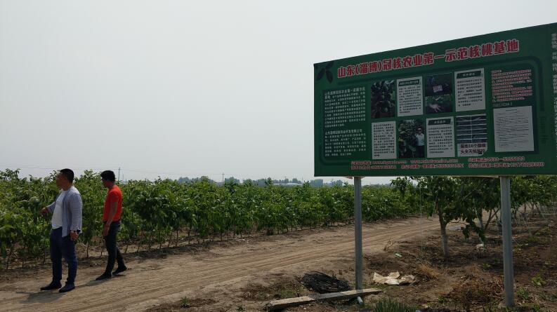 黑核桃圖片/黑核桃樣板圖 (2)