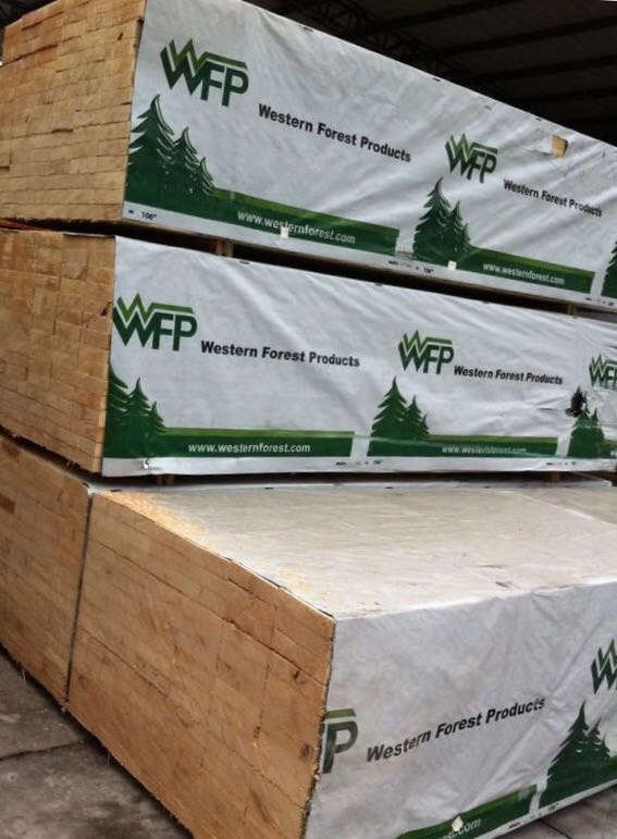 加拿大鐵杉圖片/加拿大鐵杉樣板圖 (2)