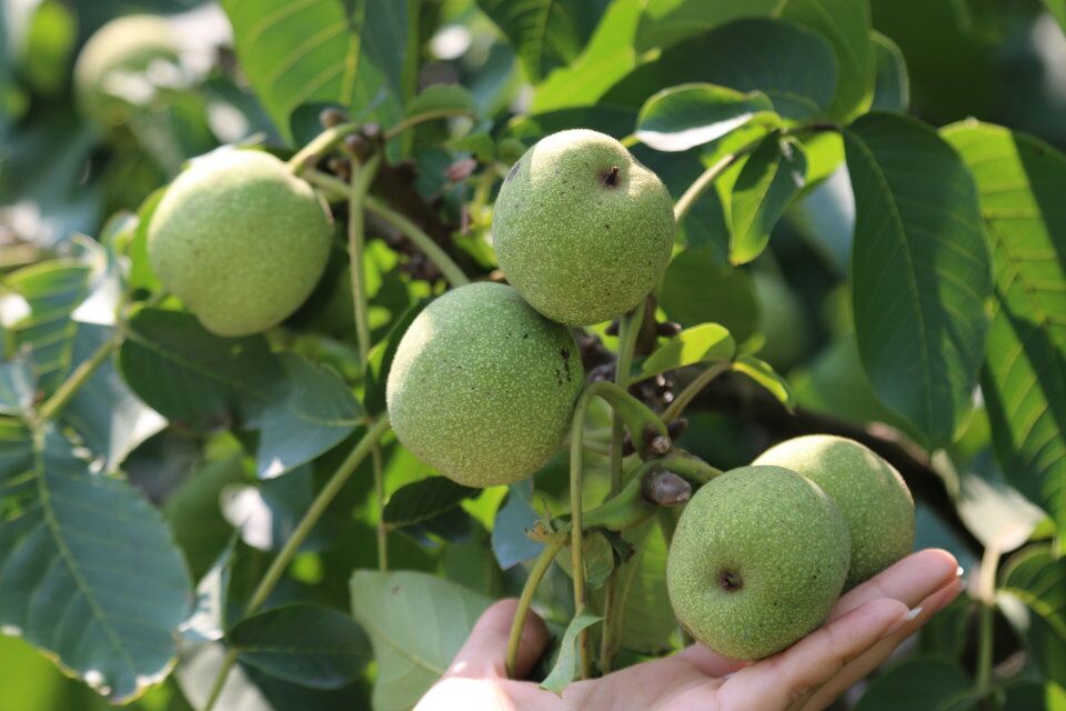 核桃樹圖片/核桃樹樣板圖 (4)