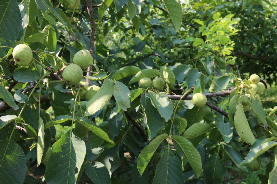 核桃樹圖片/核桃樹樣板圖 (2)