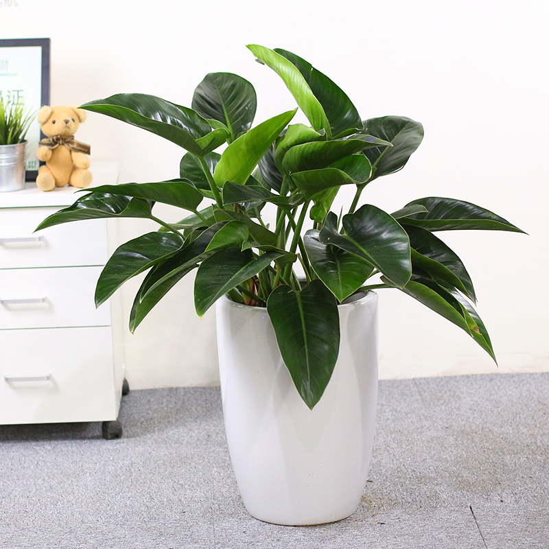 武漢苗木基地草花園林綠化用花灌木圖片/武漢苗木基地草花園林綠化用花灌木樣板圖 (1)