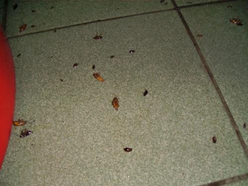 雨花區(qū)滅跳蚤圖片