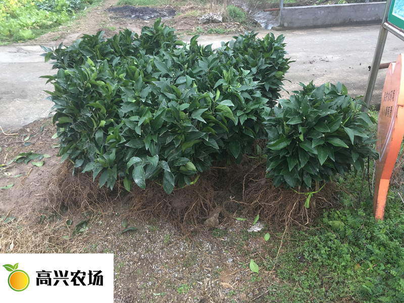 優(yōu)質(zhì)紅美人柑橘苗 象山紅美人基地*批發(fā)零售  紅美人柑橘苗 愛媛28