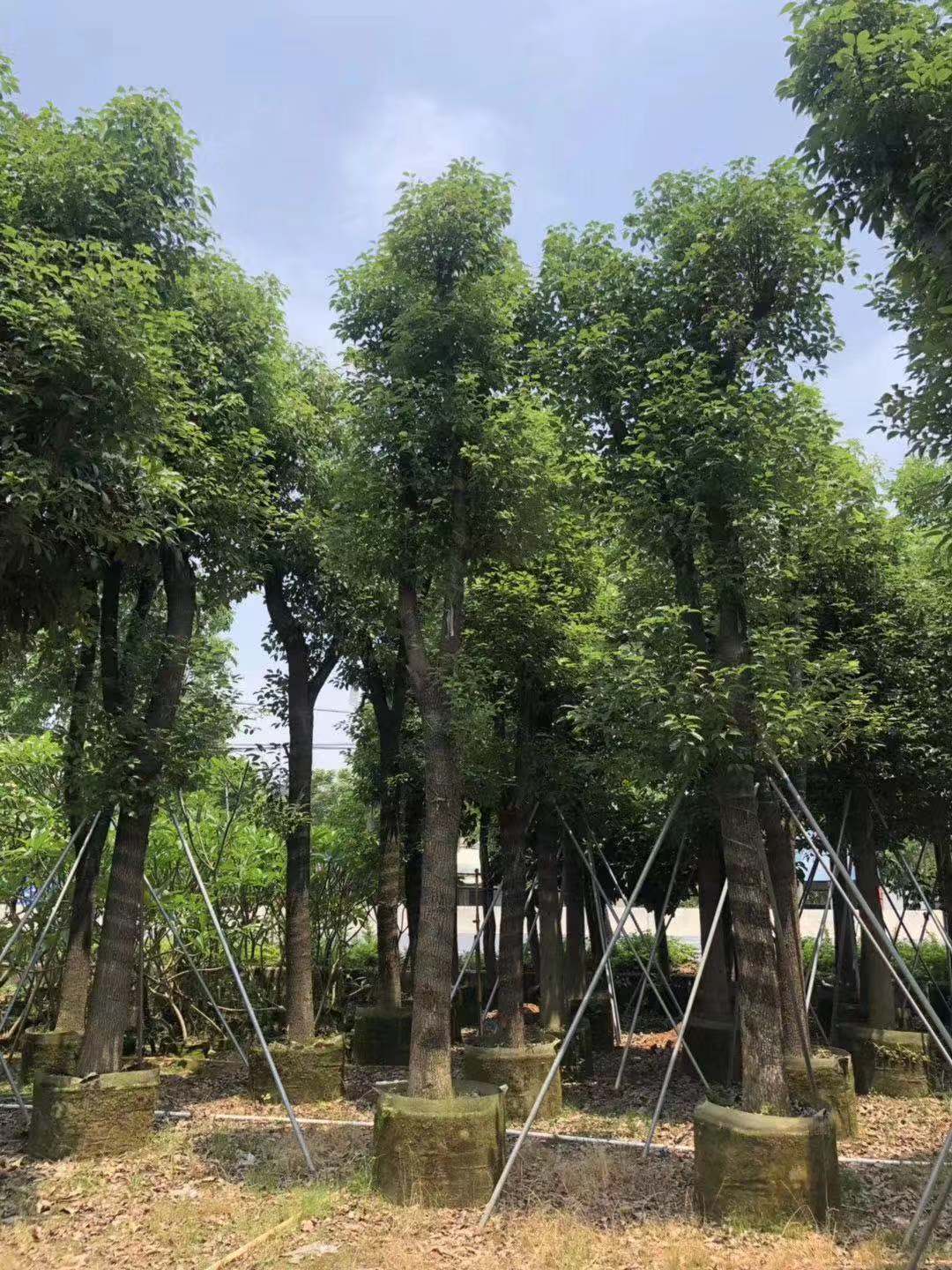 公分香樟圖片/公分香樟樣板圖 (3)