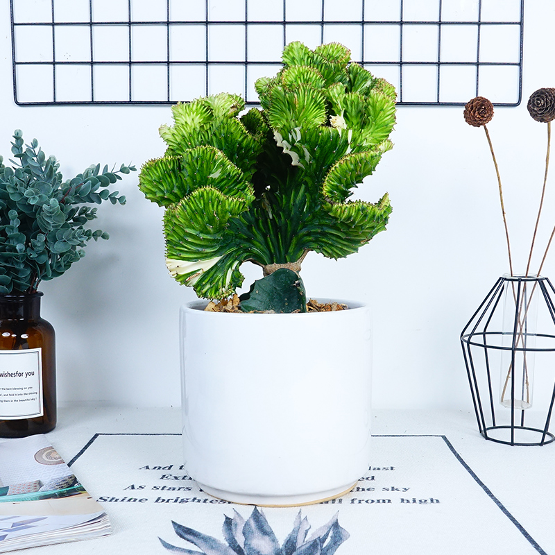 武漢戶外綠化施工苗木供應(yīng)送貨上門圖片