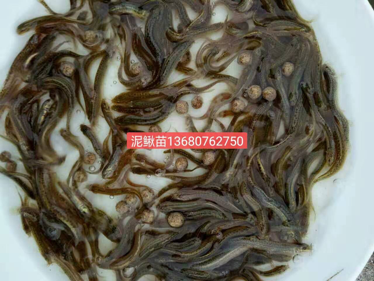 泥鰍魚苗圖片/泥鰍魚苗樣板圖 (2)