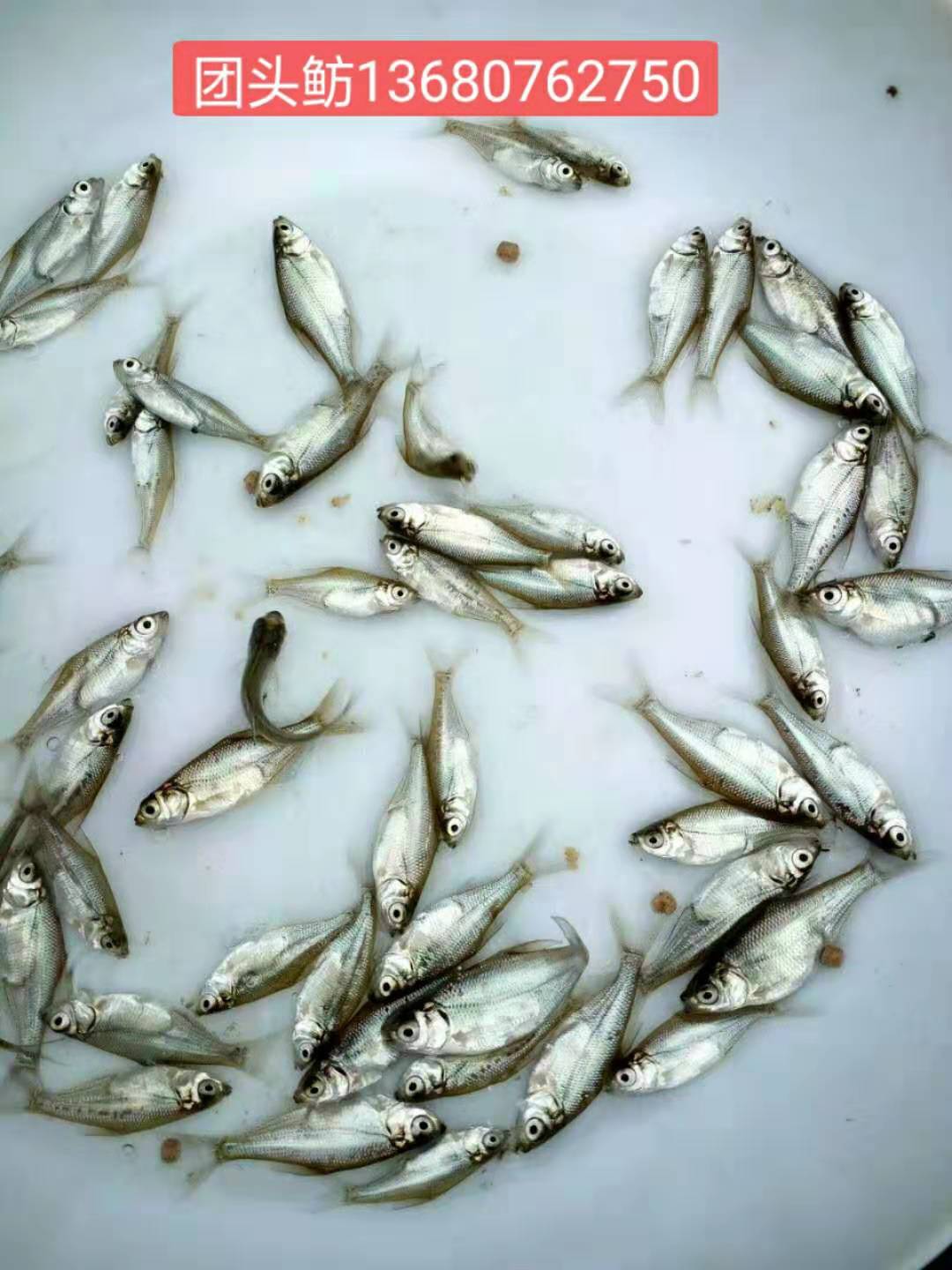 團(tuán)頭魴圖片/團(tuán)頭魴樣板圖 (3)