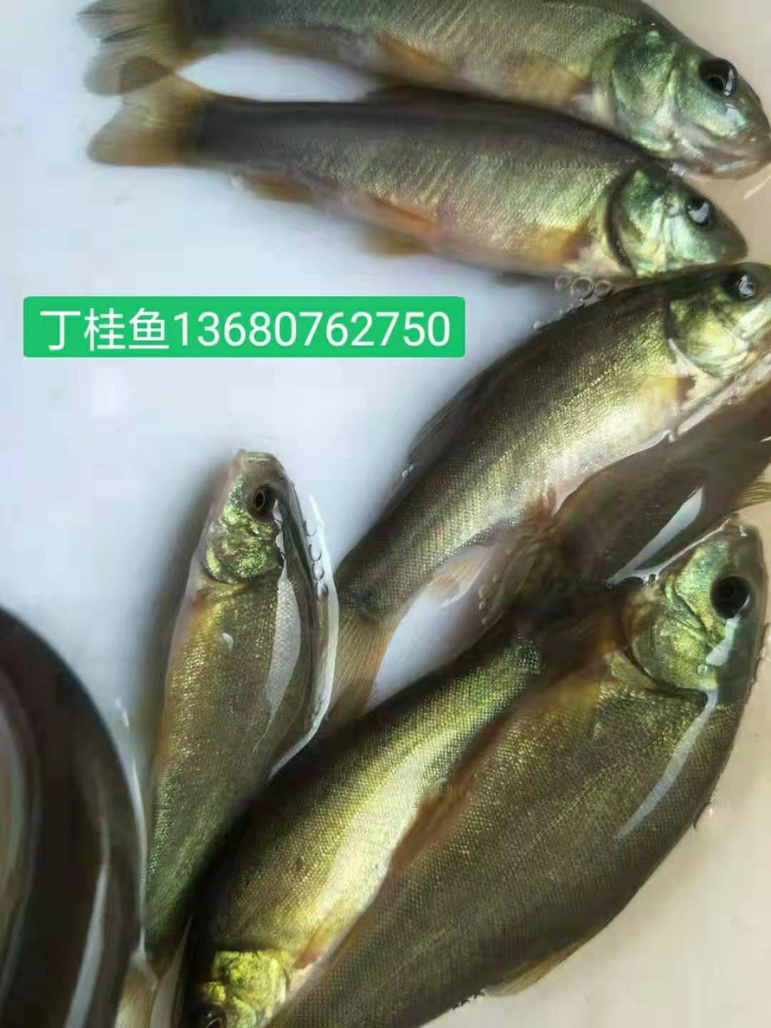 丁桂魚(yú)苗圖片/丁桂魚(yú)苗樣板圖 (4)